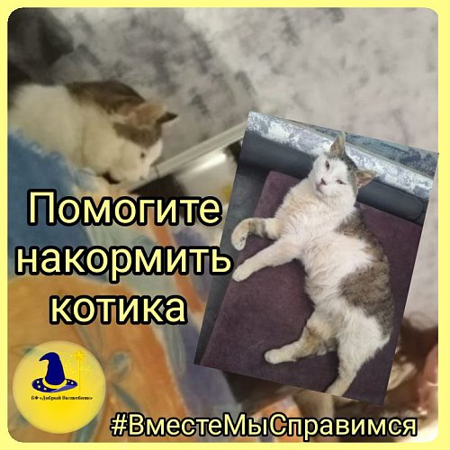 ПОМОГИТЕ НАКОРМИТЬ НАШЕГО ЦАРЯ!